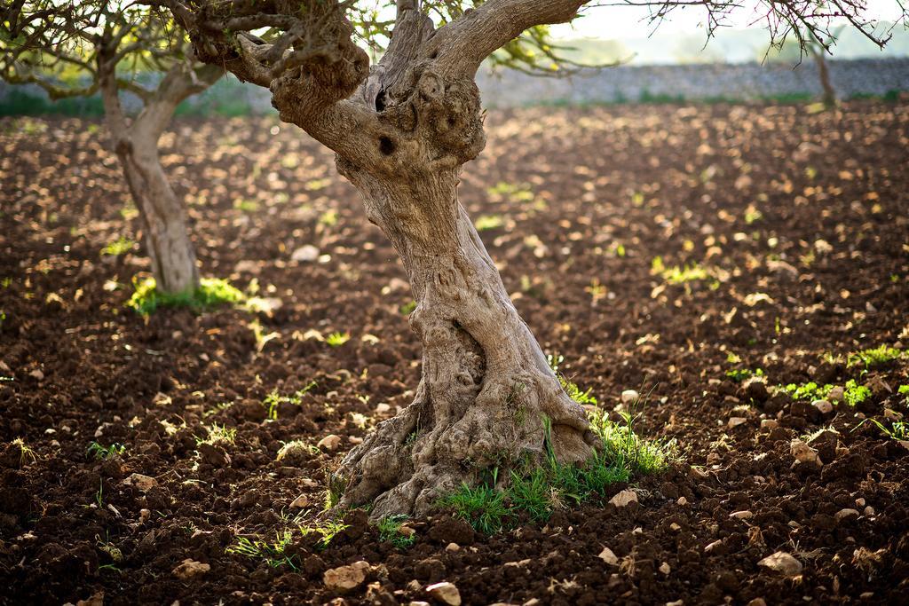 Masseria Ciavea جويا ديل كولي المظهر الخارجي الصورة